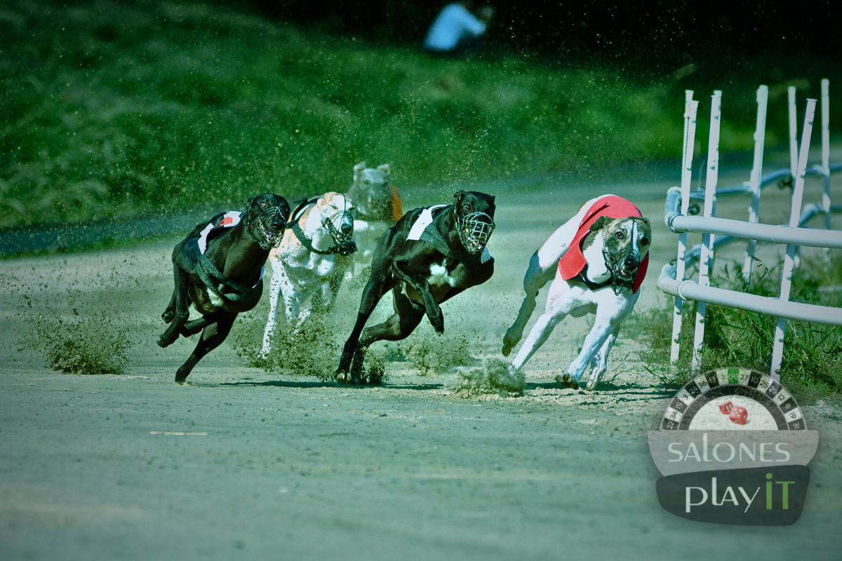 carreras de galgos